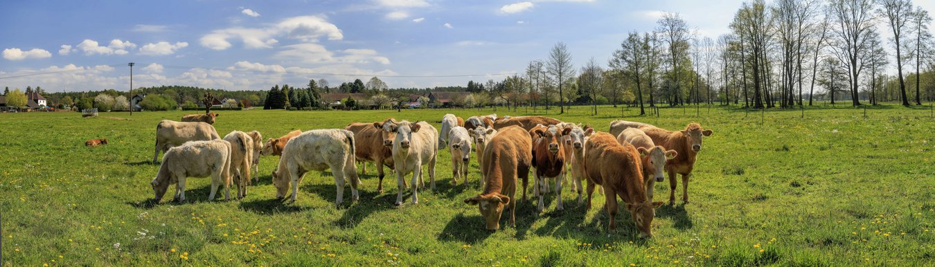 Mutterkühe auf einer Wiese